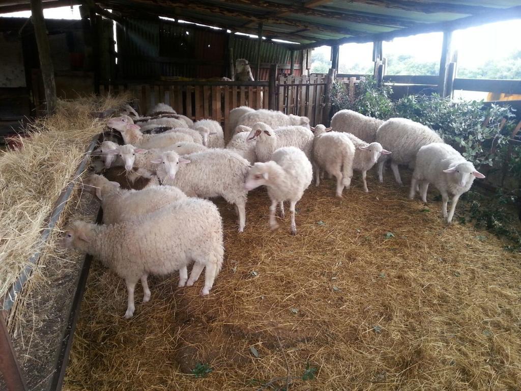 Le Sughere Padru Εξωτερικό φωτογραφία
